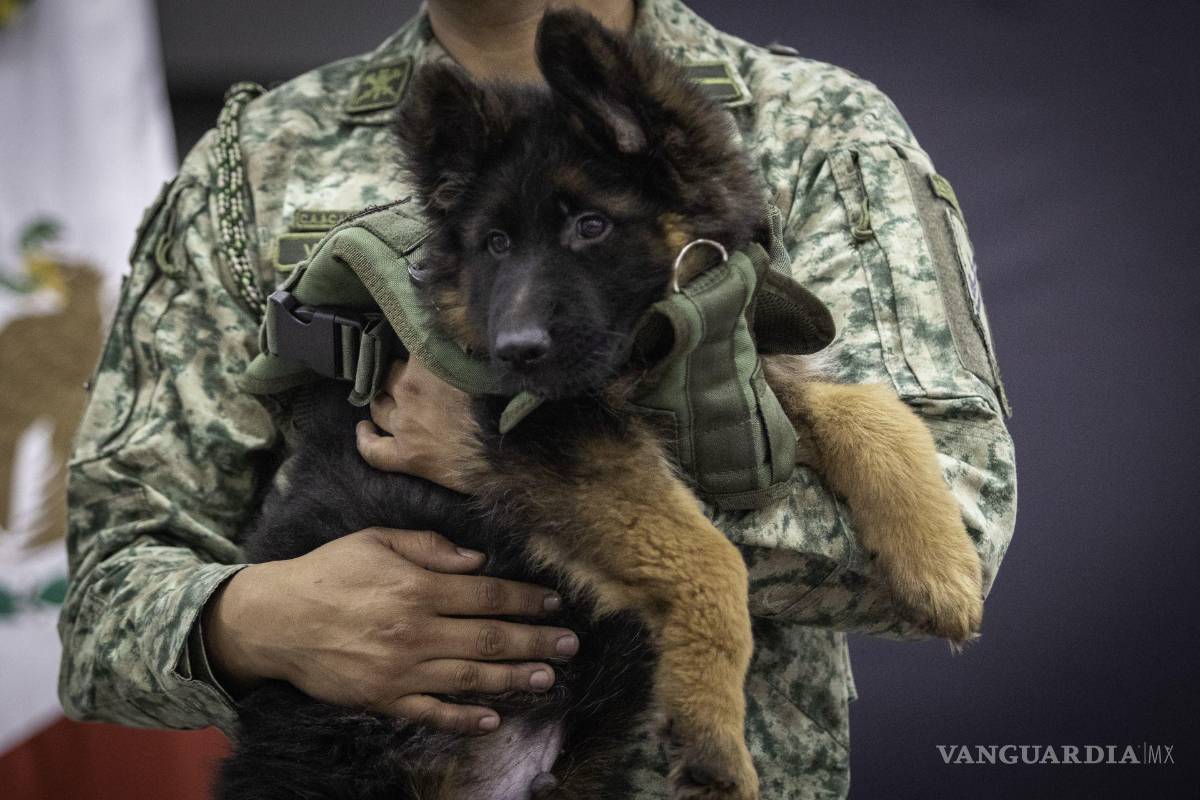 Llega cachorro enviado por Turquía en honor a Proteo, perrito rescatista de Sedena; ¿cuál es su nombre?
