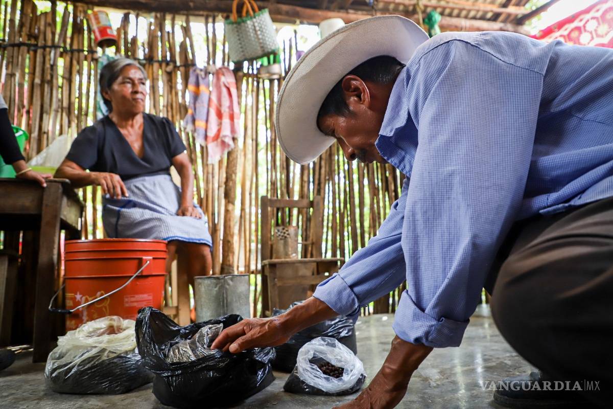 $!Nucú, una hormiga comestible que es un manjar en la gastronomía mexicana