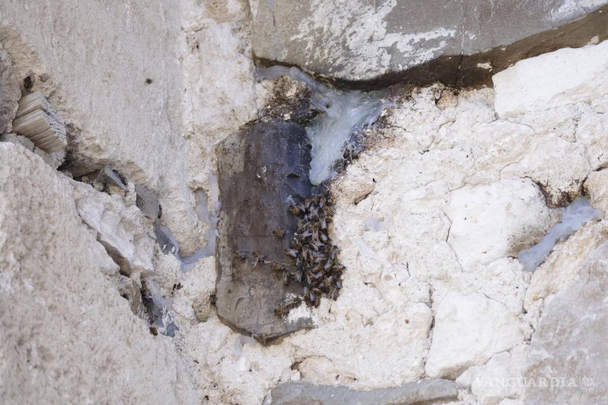 Aún sin retirar enjambre de abejas de la Catedral