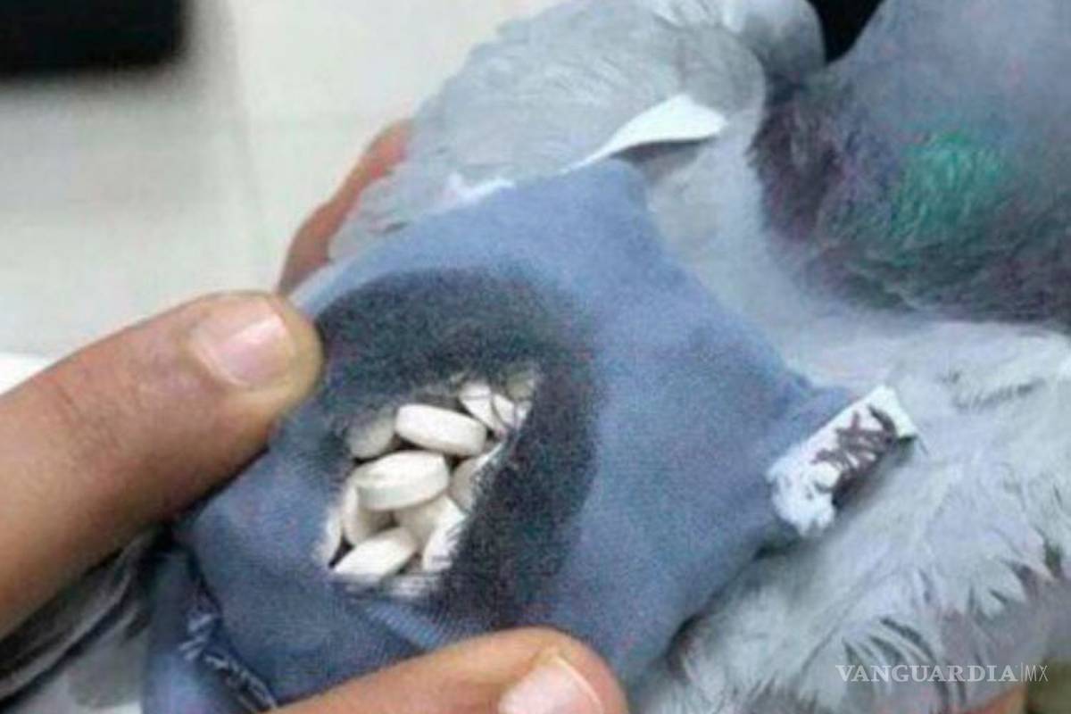 Capturan una 'narcopaloma', transportaba droga en mini mochila