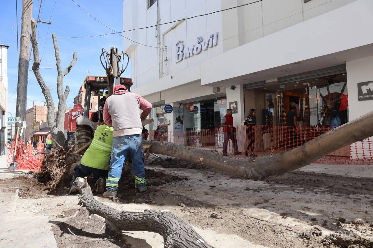 $!De acuerdo con trabajadores del Vivero Municipal, los ejemplares de más de 40 años llegaron dañados, pero se está haciendo lo posible para rescatarlos.