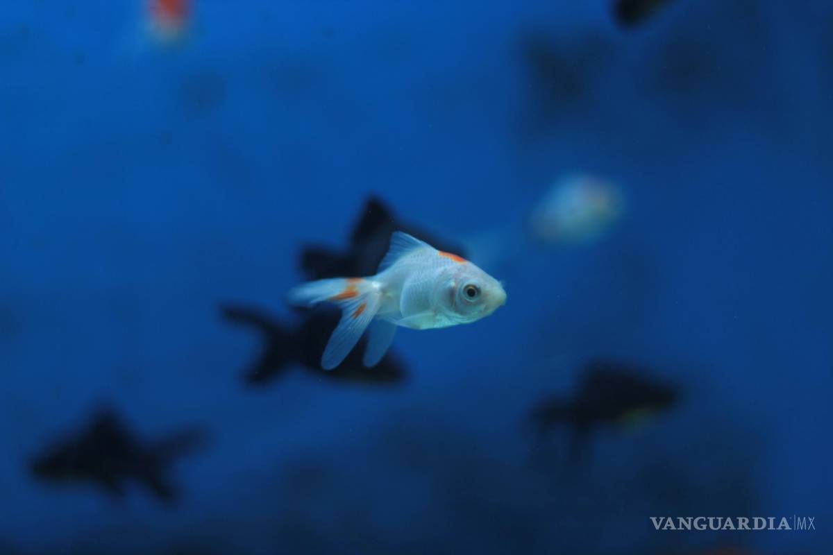 $!La esclusa, un conjunto de presas utilizadas para mantener el nivel de agua del canal, se cierra en primavera.