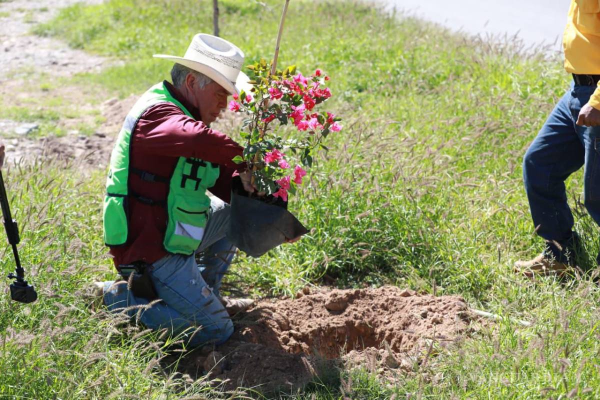 $!El programa Bosques Urbanos Lineales contempla la plantación de bugambilias en camellones para fortalecer las áreas verdes de la ciudad.