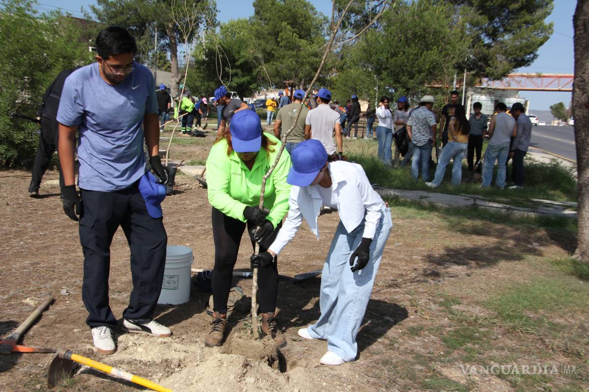 $!Las labores se realizan en temporada de lluvias para aumentar las probabilidades de supervivencia de los árboles plantados.