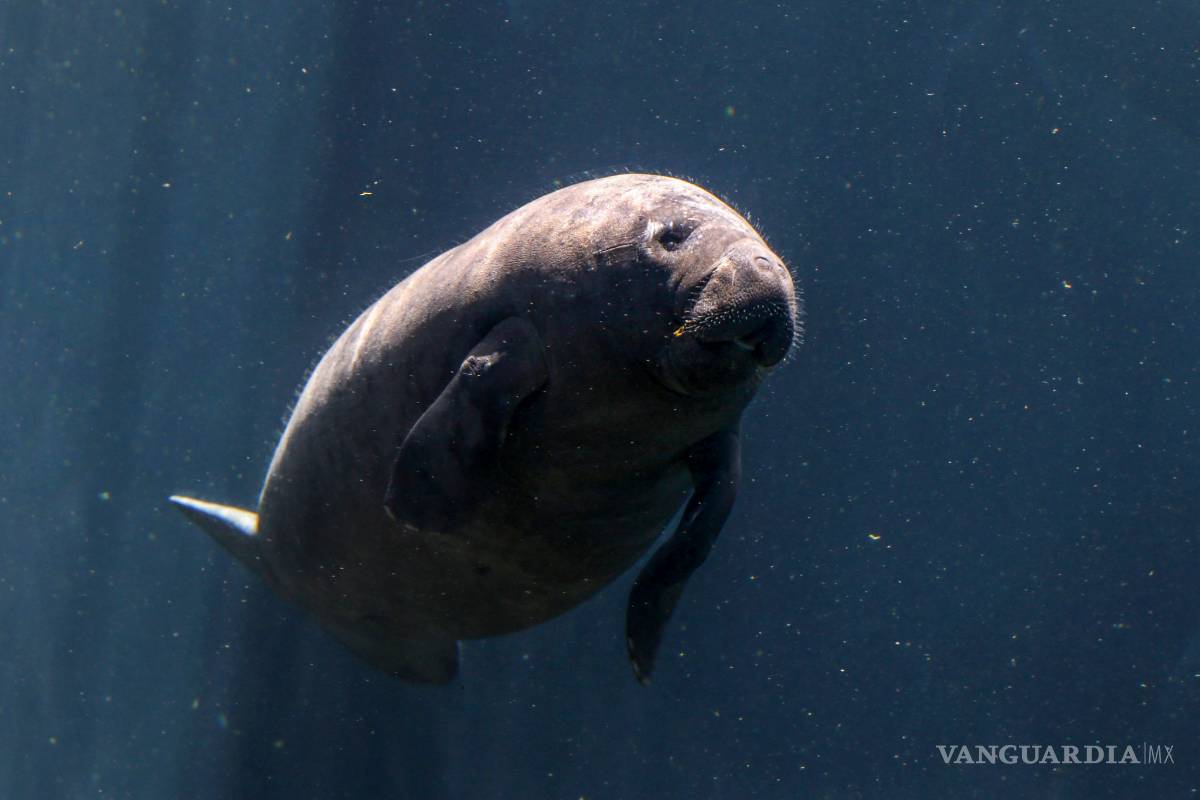 Hoy es el Día manatí, descubre por qué