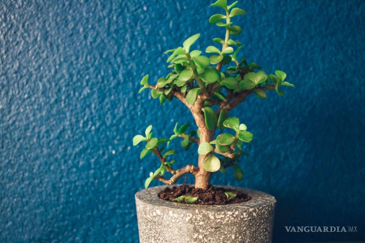 $!Los amantes del Feng Shui deben tener una plectranthus en casa.