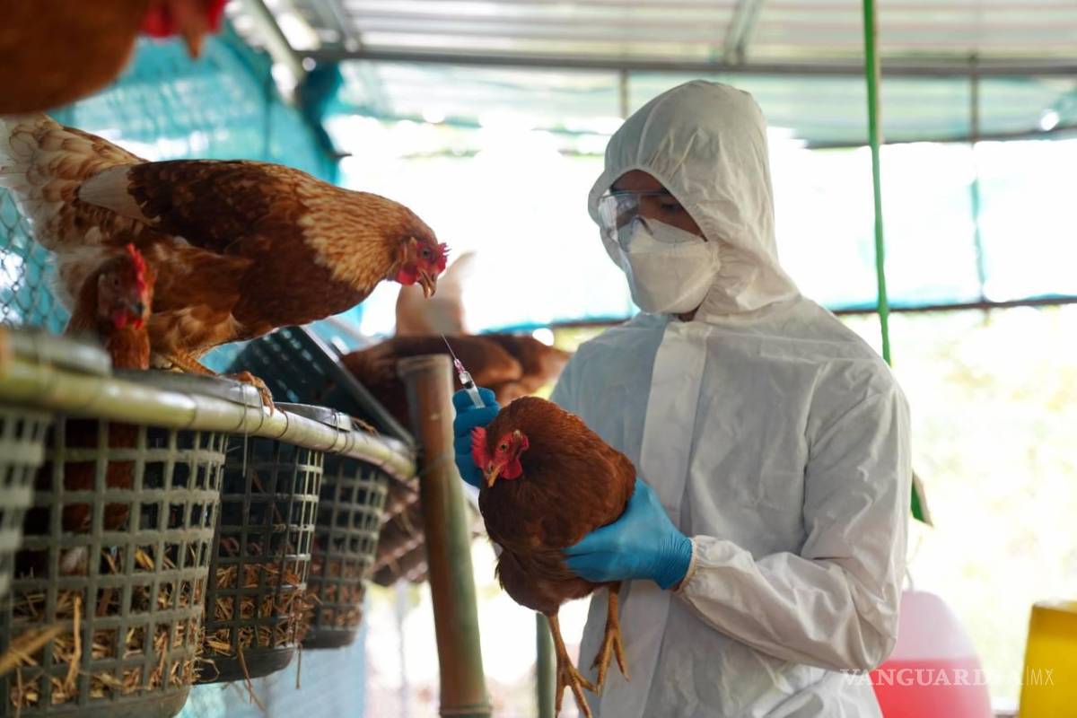 Alerta por virus H5N1... ya son 12 los países de América con casos de gripe aviar, candidato a la próxima pandemia