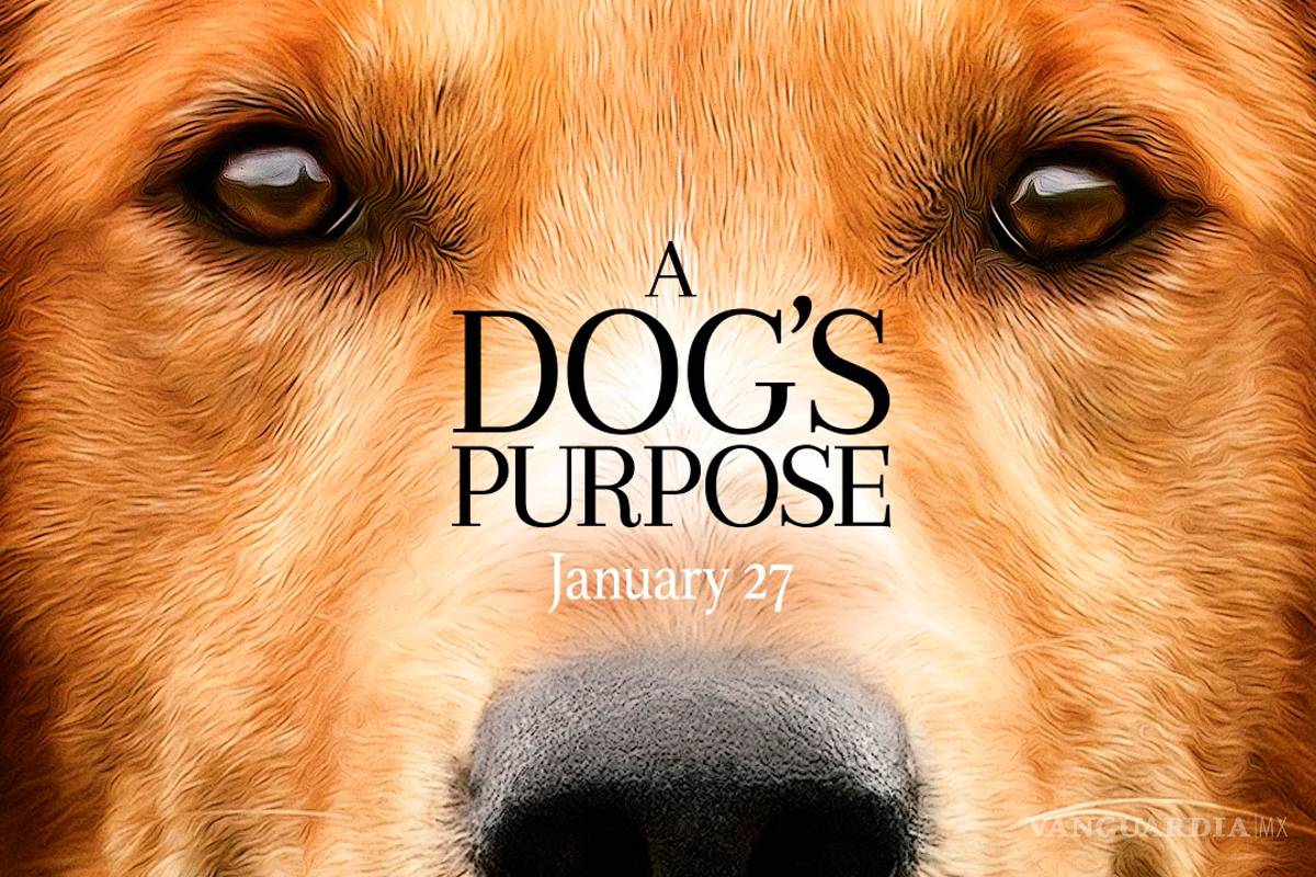 PETA convoca a boicotear la película A Dog’s Purpose por el maltrato a un perro durante el rodaje
