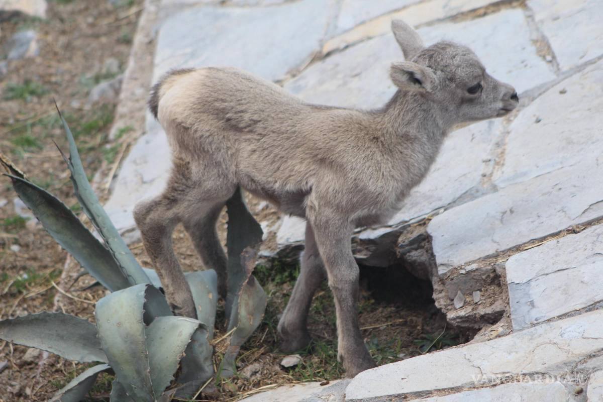 $!Cría de borrego cimarrón.