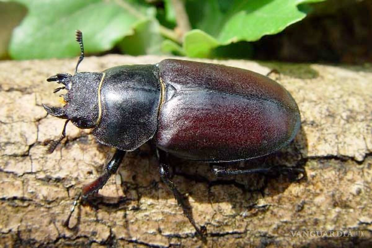 No solo abejas y aves, también hay reducción masiva de insectos y otros artrópodos