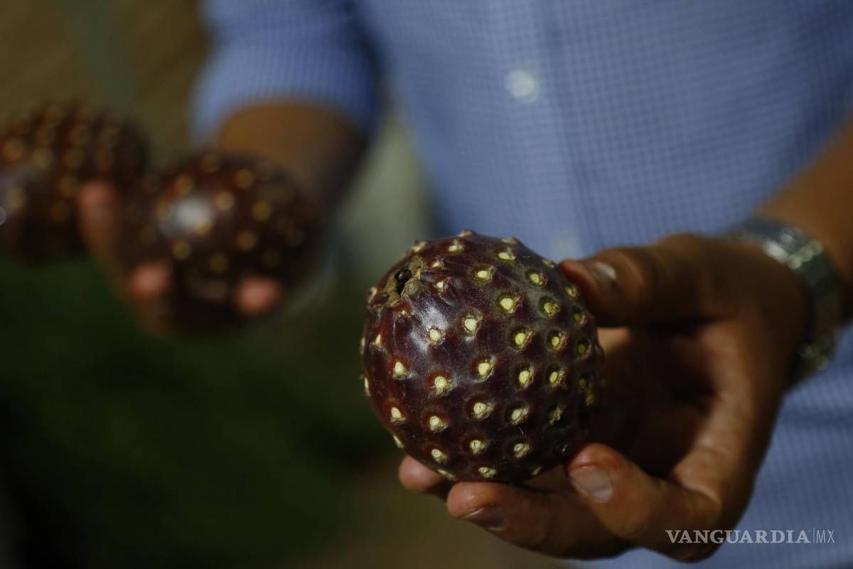 ¿Conoces la pitaya, el fruto exótico que crece en México?