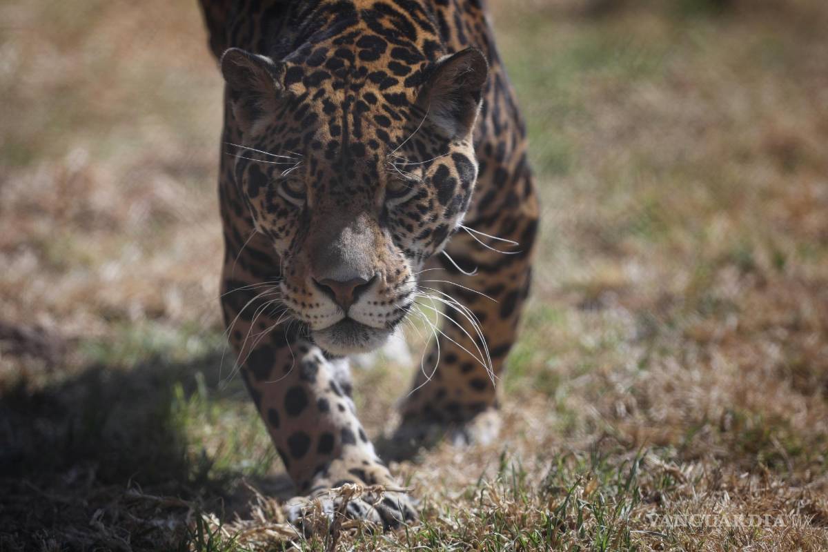 Santuario de jaguares en México permite admirar y aprender de la especie