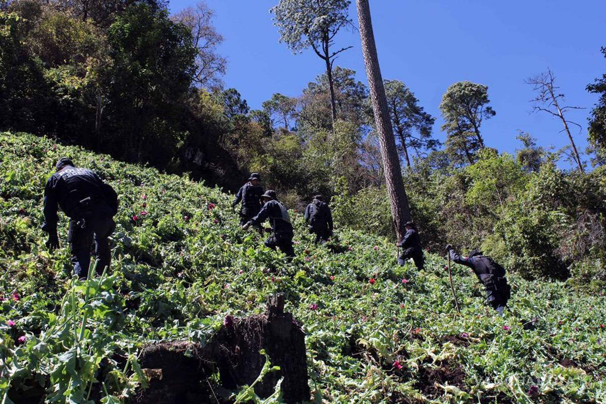 Destruyen plantíos de amapola en Guerrero