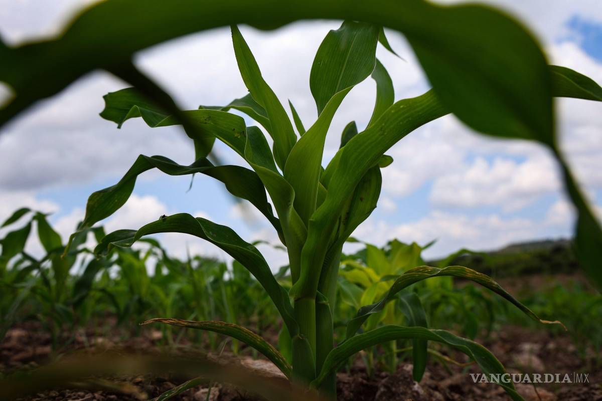 Ponen en marcha programa federal de tecnificación de riego