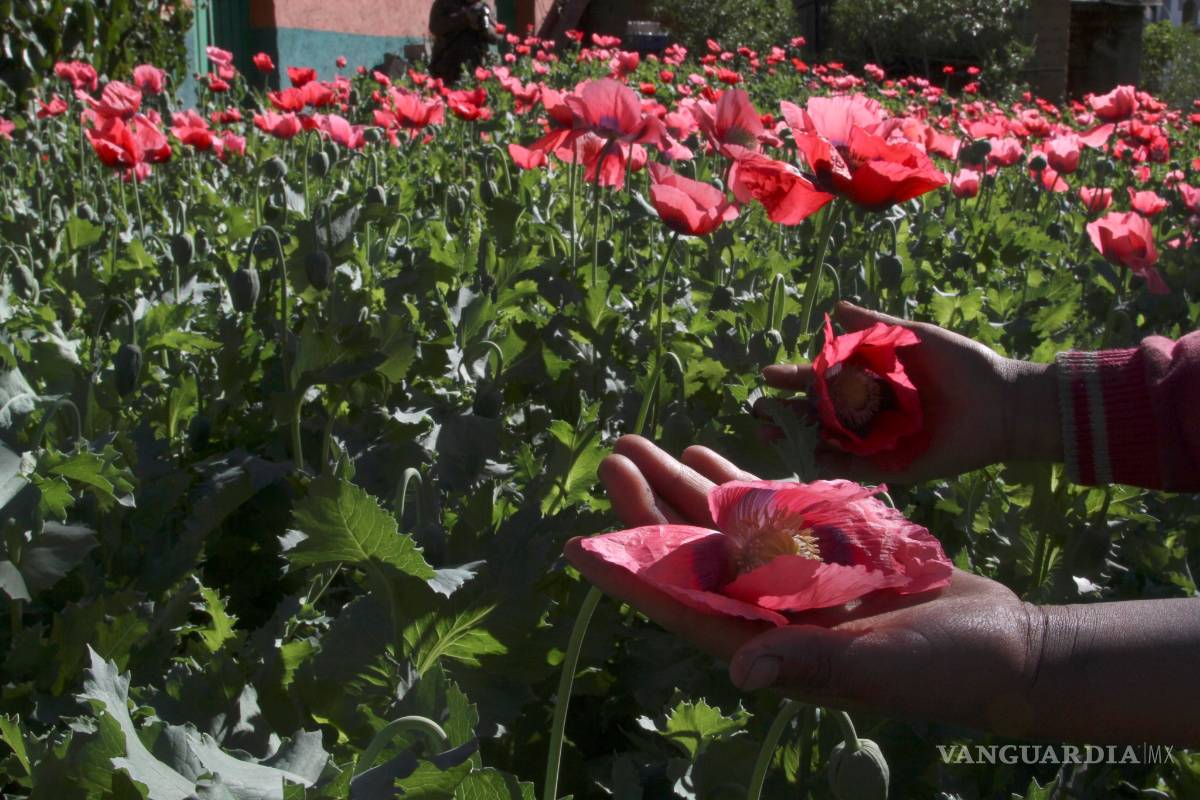 Mujeres impiden a militares destruir plantío de amapola