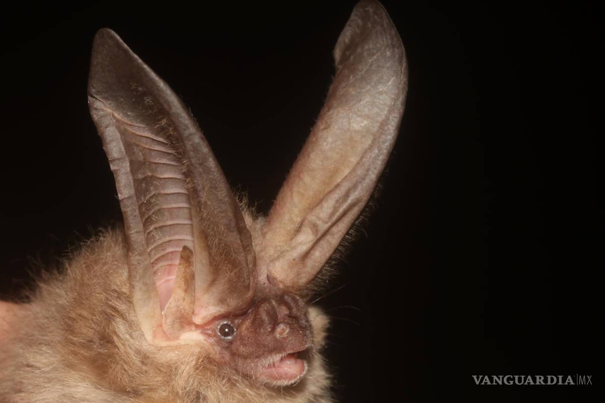 Conoce la nueva especie de murciélago descubierto en las montañas de Coahuila