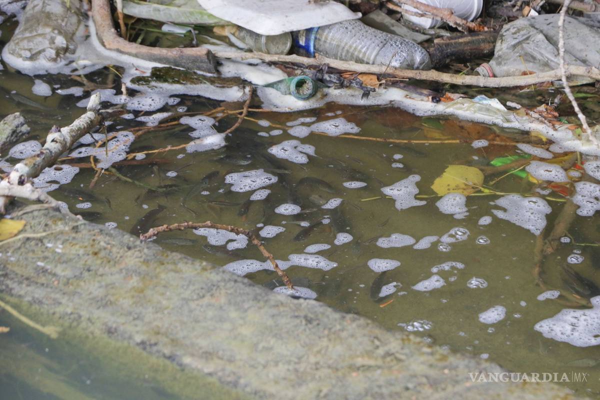 $!Denuncian sobrepoblación de fauna y contaminación en el lago de la Ciudad Deportiva de Saltillo