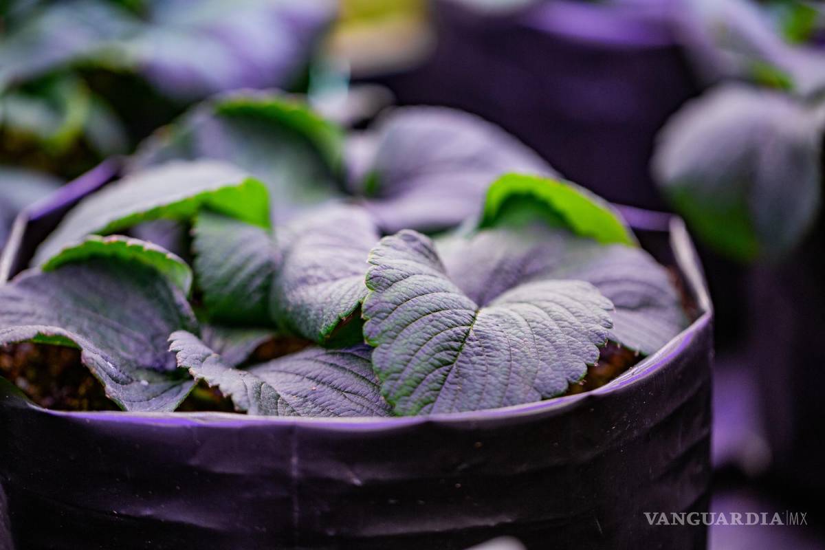 Leo Lobato Kelly: Legado por un futuro sin hambre