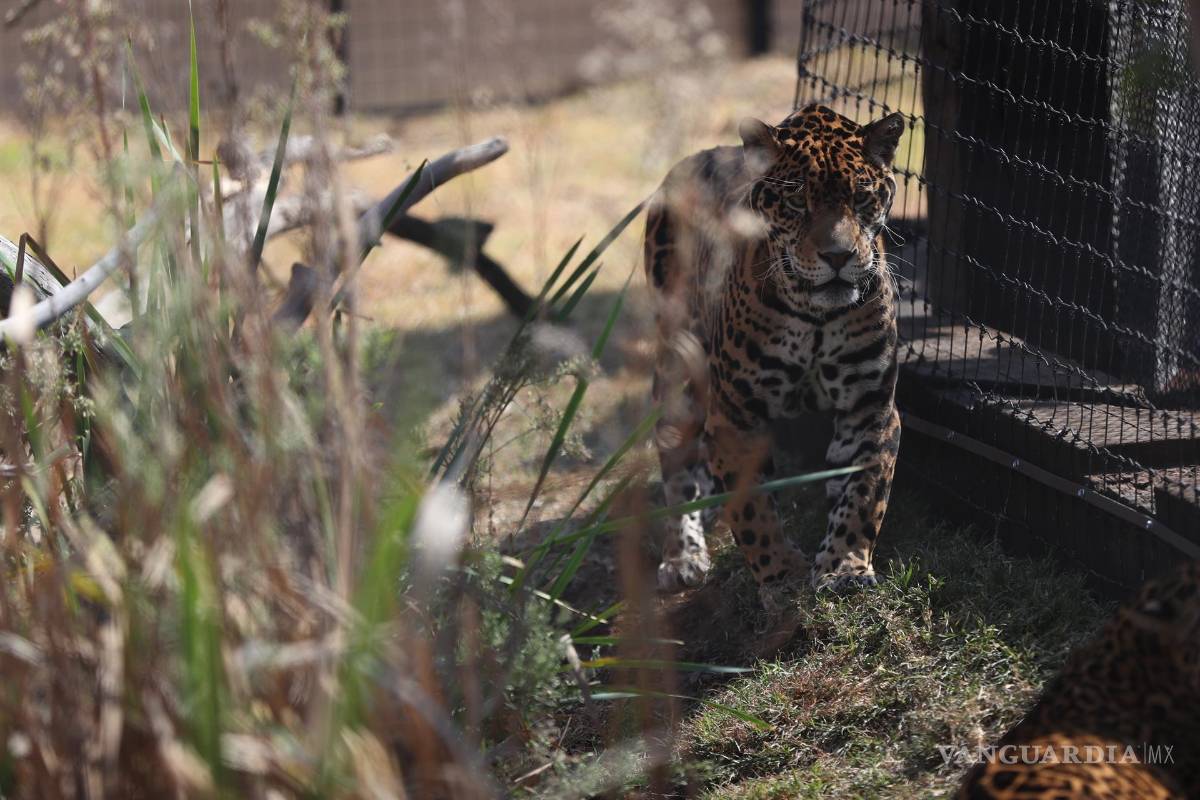 $!Un jaguar se pasea por el Santuario Reino Animal en Oxtotipac Otumba, estado de México (México). EFE/Sáshenka Gutiérrez