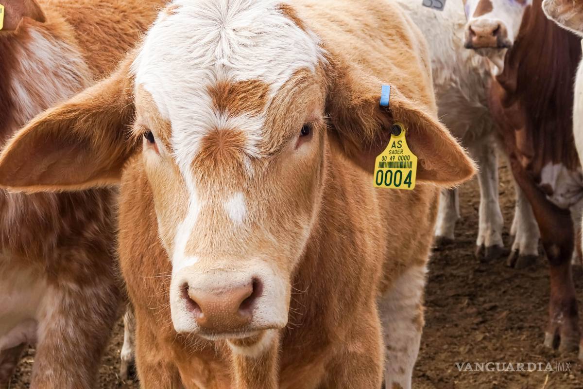 Debido a plaga de gusano barrenador, EU suspende exportaciones de ganado mexicano