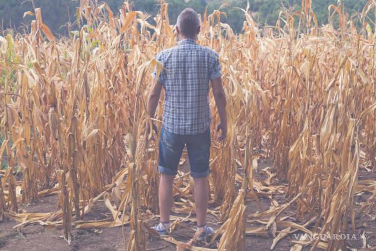 Infierno en Durango: sequía extrema causa pérdida de cultivos y migración, ¿y el Gobierno federal?