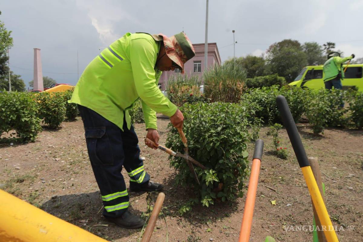 $!Labores de poda y deshierbe realizadas por el programa “Aquí andamos” en áreas verdes del bulevar Francisco Coss, al norte de Saltillo.