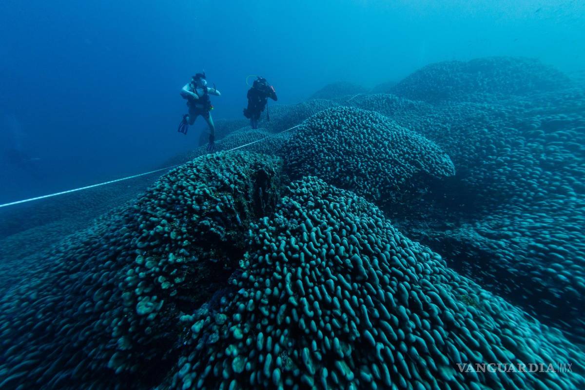 Una expedición científica descubre el coral más grande del mundo en las Islas Salomón