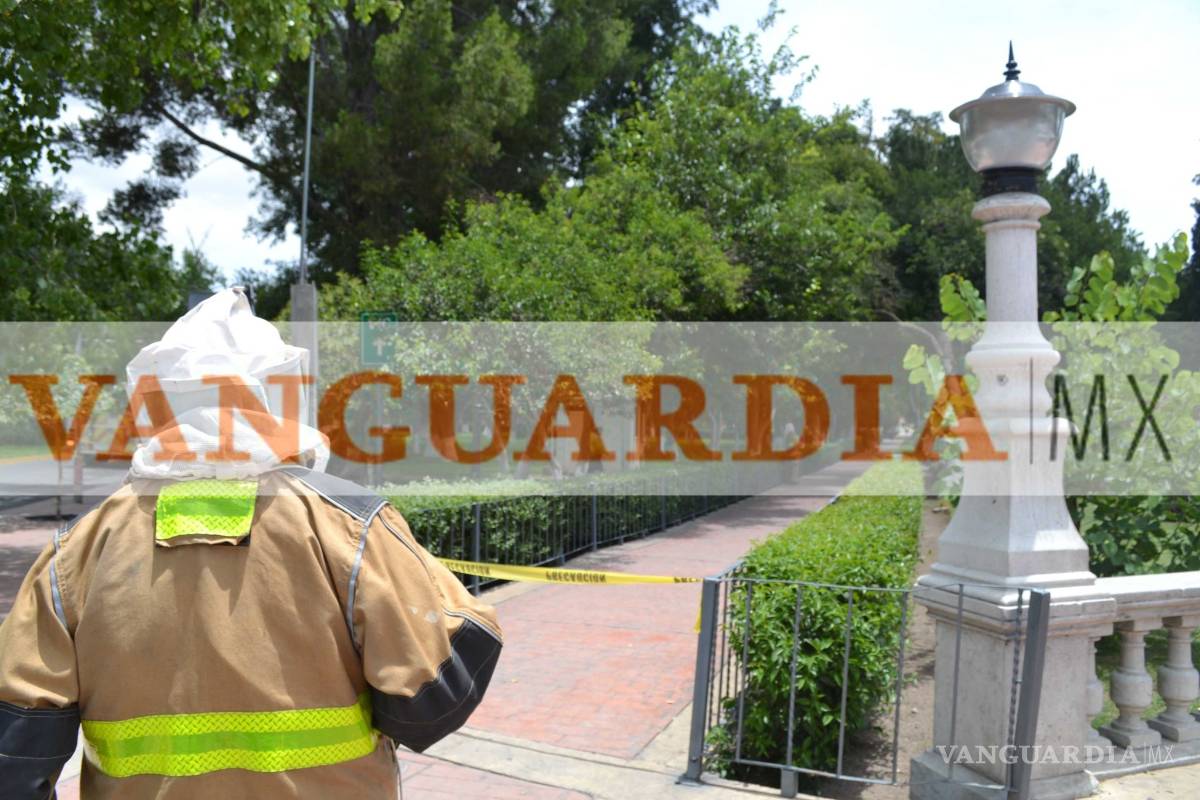 Abejas pican a una niña en la Alameda de Saltillo