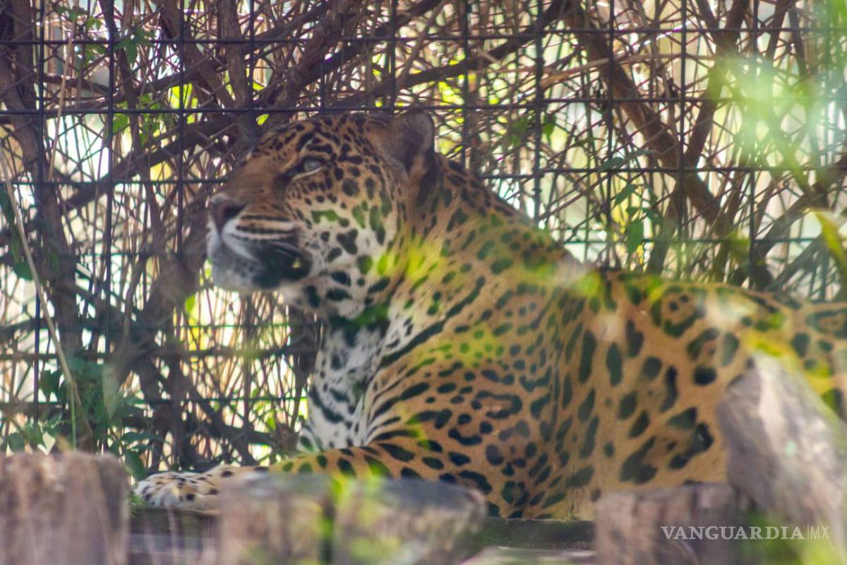 Muere jaguar del Zoológico de Morelia por agua contaminada; reportan más animales enfermos