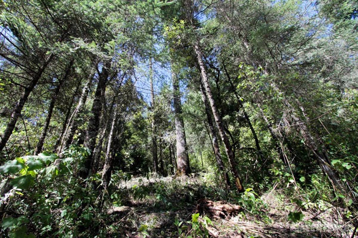 Investigador de UNAM premiado por su contribución al cuidado del ambiente