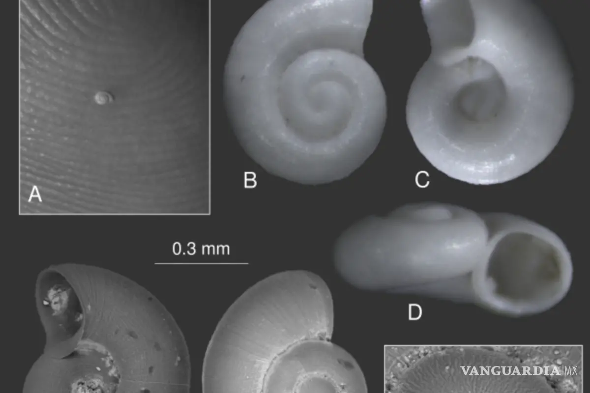 Saltillo: buscan proteger a caracol y carpita en Los Chorros