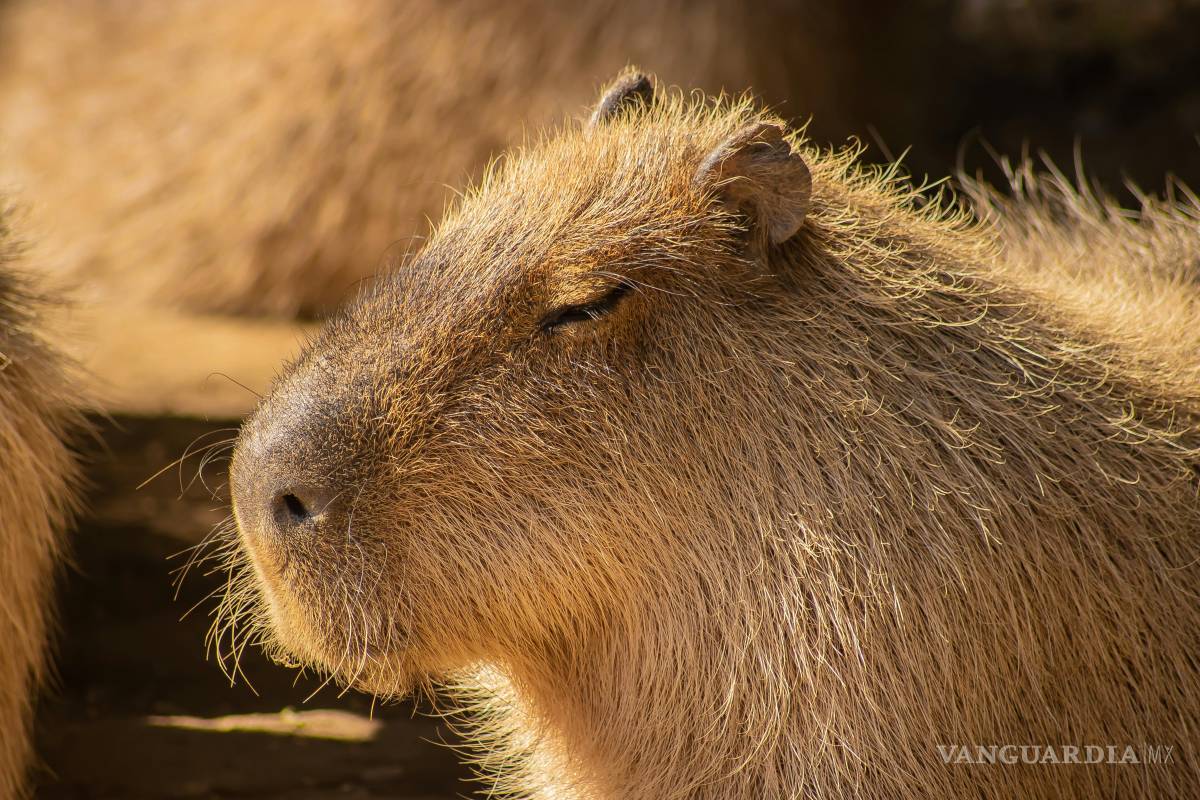 $!Dónde ver capibaras en Semana Santa: en estos lugares de México puedes acariciarlos y convivir con ellos