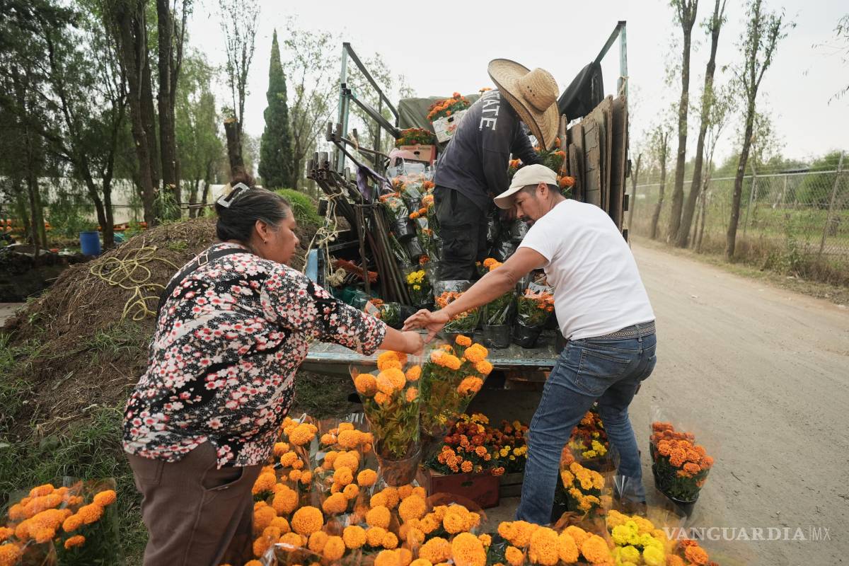 $!Cultivadores de cempasúchil cargan un camión con flores antes de las celebraciones del Día de Muertos, en San Luis Tlaxialtemalco.