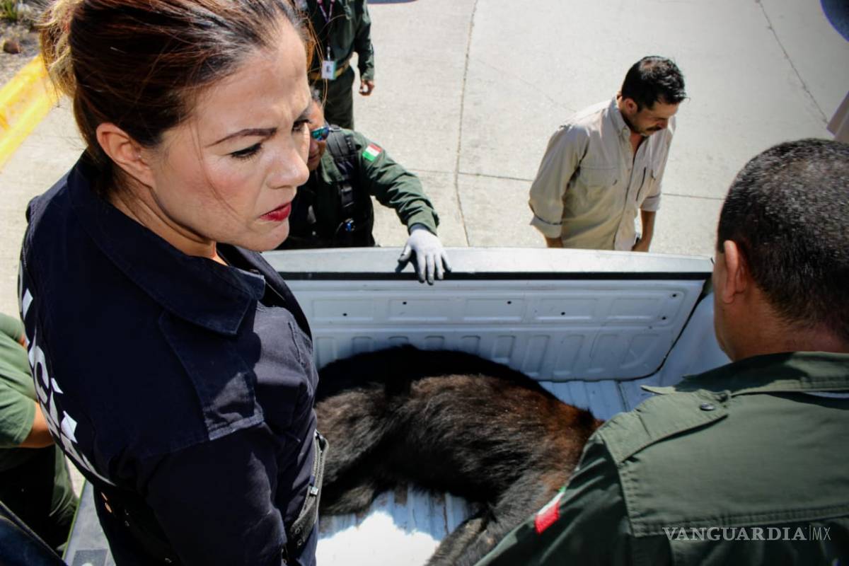 $!Localizan oso negro muerto sobre carretera 57; será usado con fines científicos