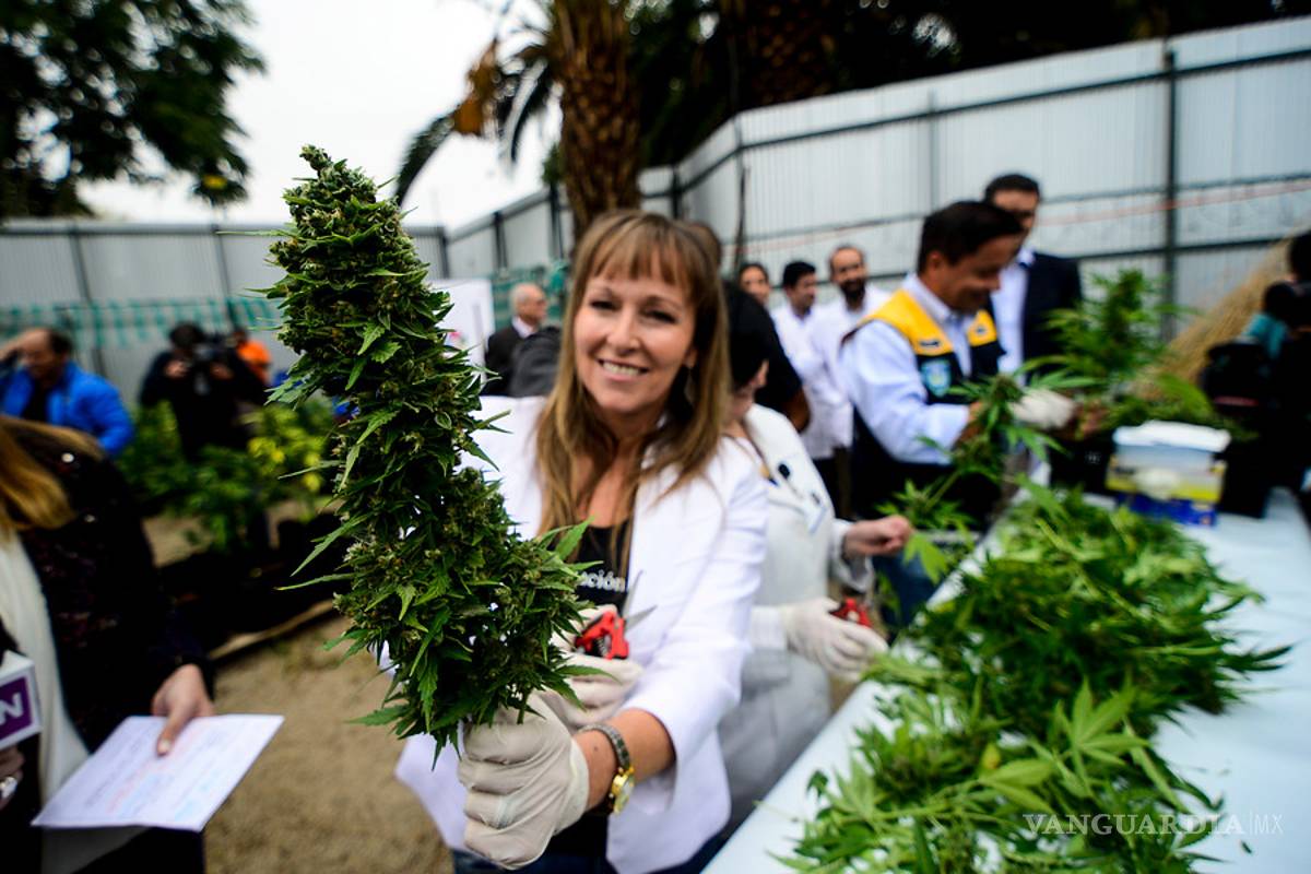 Mariguana legal no reduce el consumo de la ilegal en EU, de hecho ha aumentado