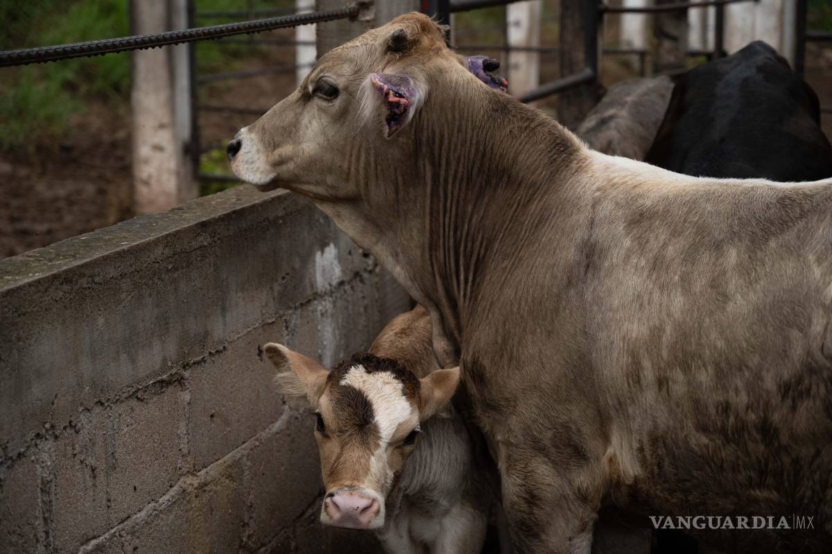 Aranceles dejarán fuera de mercado a sector ganadero