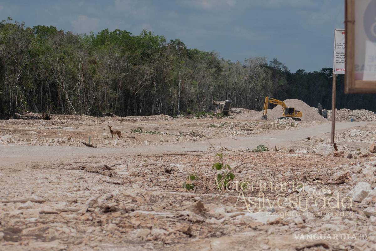 ‘Destruimos para crear’; avistan solitario ciervo en construcciones del Tren Maya