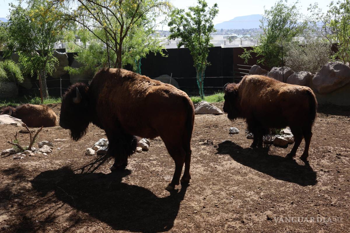 $!Elvis, Florencio y Mike, tres bisontes jóvenes, serán trasladados al santuario en busca de un entorno natural adecuado para su preservación.