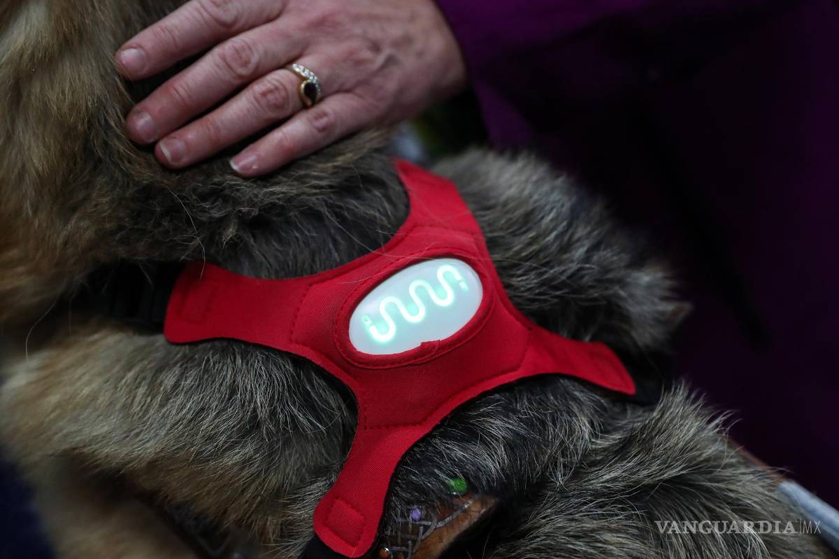 $!El collar inteligente para perros Invoxia, que mide la frecuencia cardíaca para controlar el estrés y la felicidad de un perro. EFE/EPA/Caroline Brehman