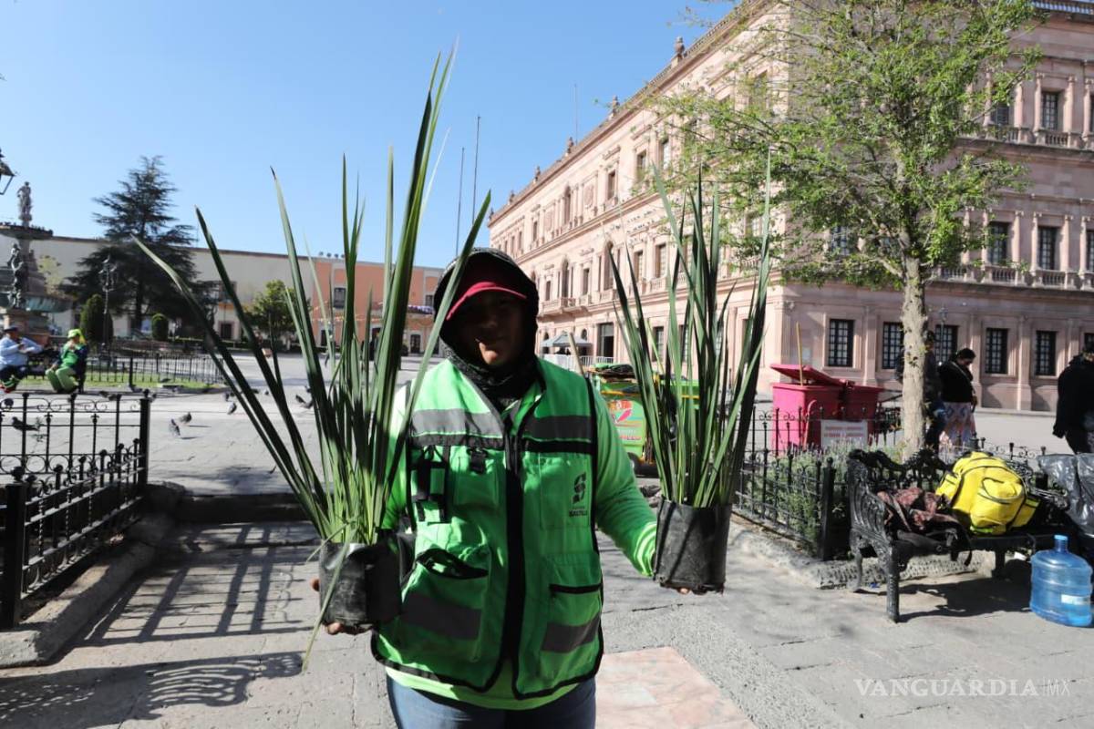 $!Personal del programa “Aquí Andamos” plantó lirio persa en jardineras del Centro Histórico.