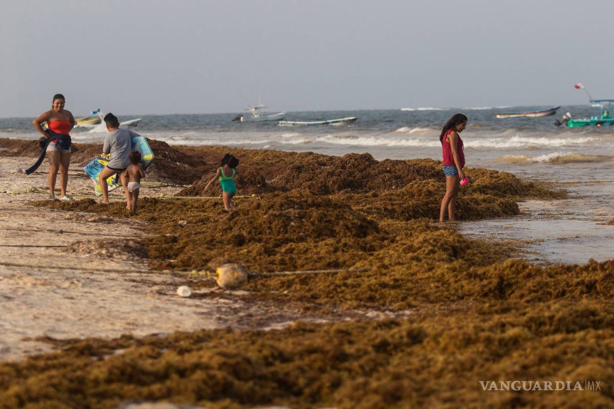 $!Sargazo convierte al mar Caribe en color negro