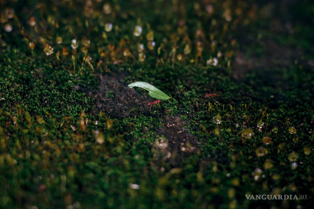 ¿Quiénes manejan el mundo? Las hormigas