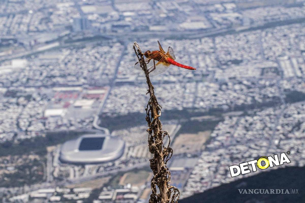 $!Hay BELLEZA en los escenarios alrededor de la sub sede de Guadalupe, NL, para el Mundial FIFA 2026.