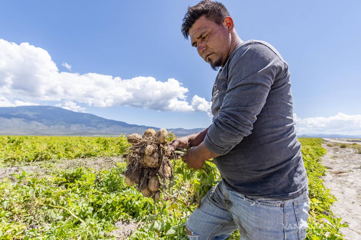 $!La producción de papa en el país ha disminuido debido a distintos factores como el alza de los precios y la apertura de fronteras.