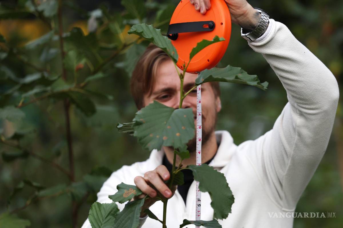 ‘Tiny Forests’, bosques urbanos que buscan ser una solución verde para oxigenar las grandes ciudades