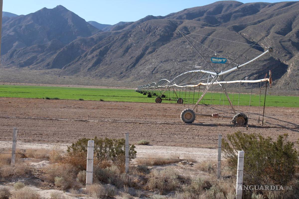 $!Cultivos de forrajes se observan en la carretera que va a Cuatrociénegas, donde empresas lecheras han encontrado tierra para sembrar el alimento de las vacas.