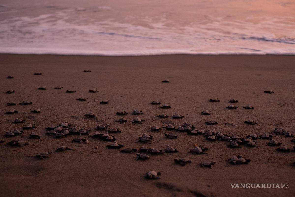 México logra uno de los años ‘más exitosos’ en la conservación de tortugas marinas