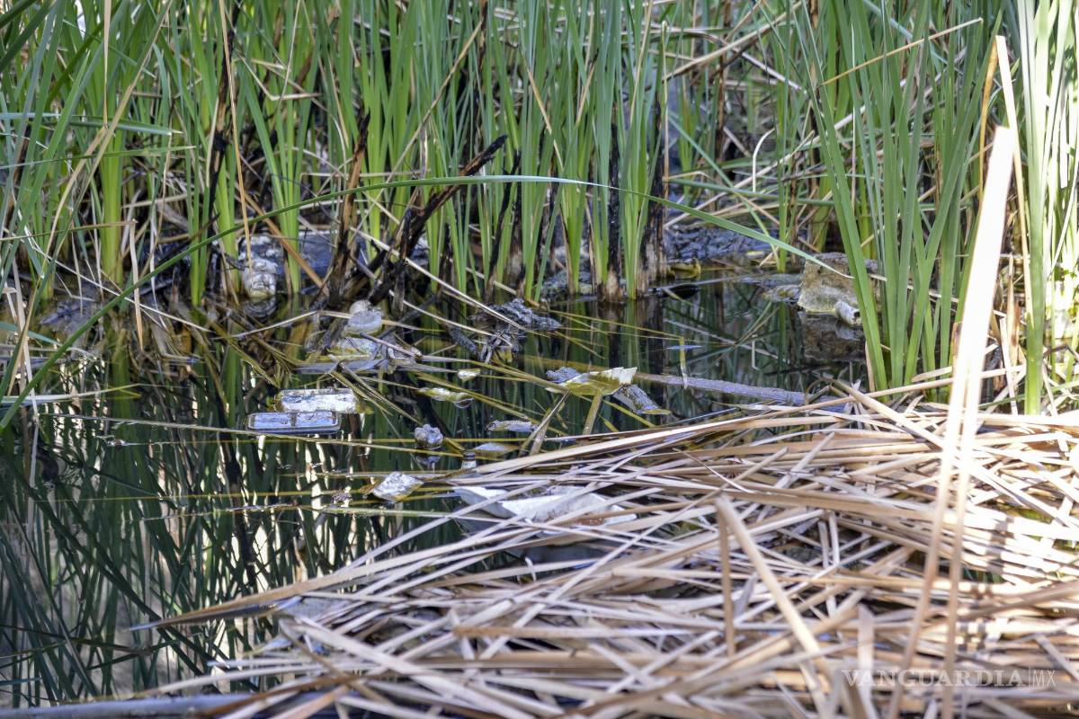 Alto grado de contaminación del Pozo Azul vuelve letal entorno para Carpita de Saltillo