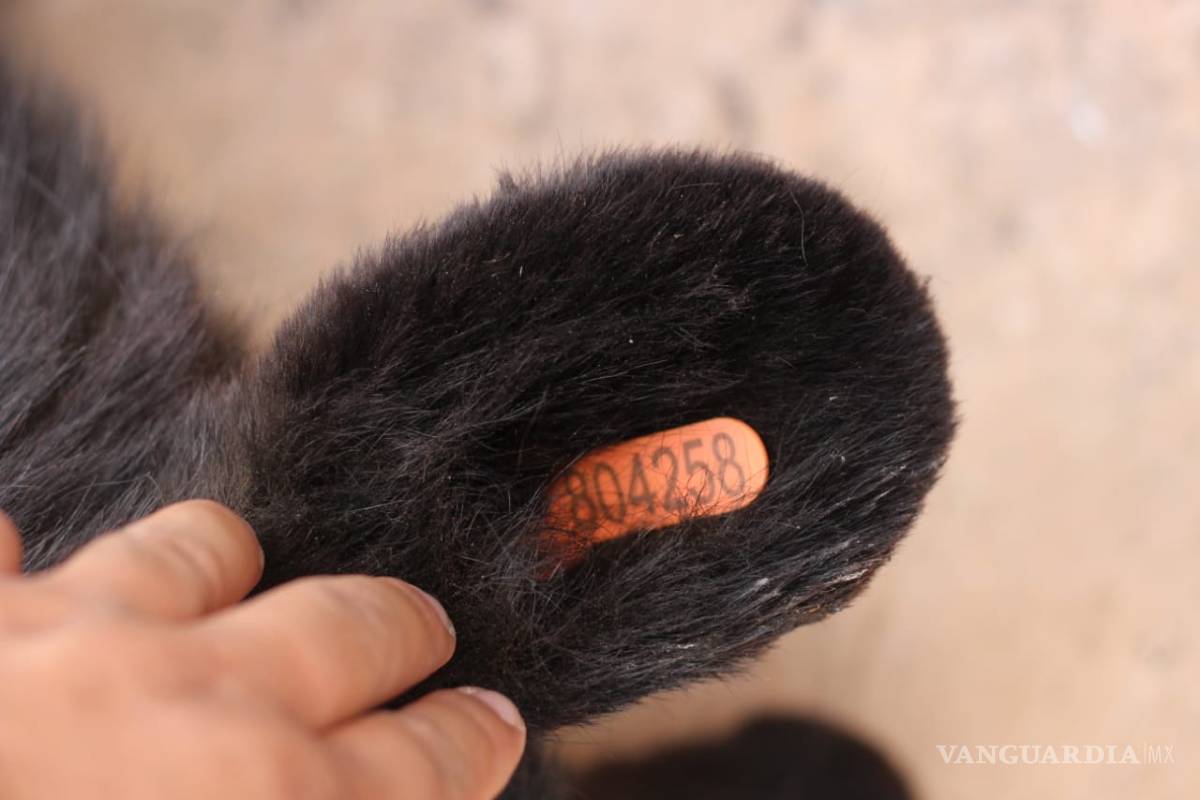 $!Localizan oso negro muerto sobre carretera 57; será usado con fines científicos