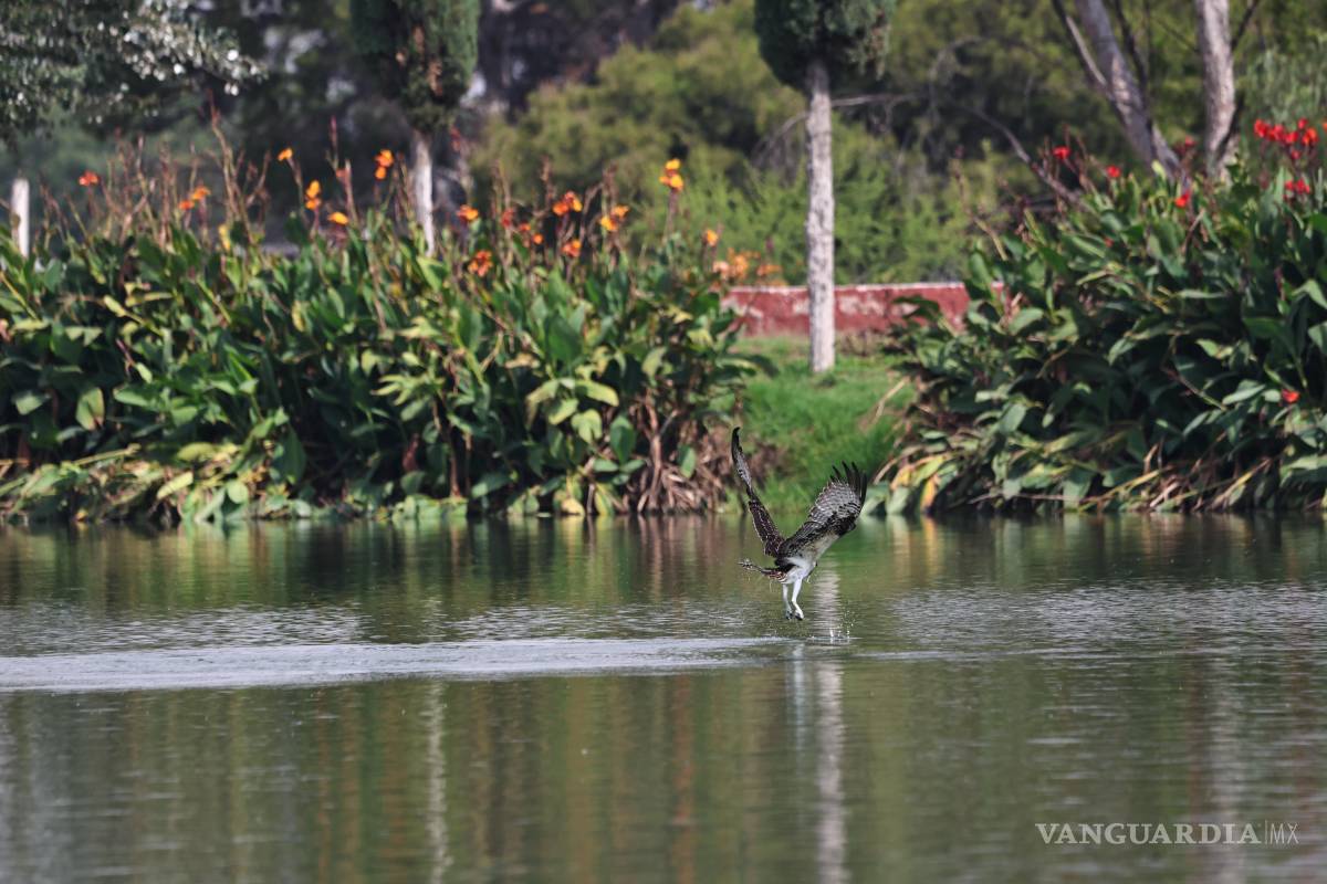 $!La disponibilidad de peces en el cuerpo de agua de la Ciudad Deportiva explica por qué la especie ha sido localizada ahí en distintas ocasiones.